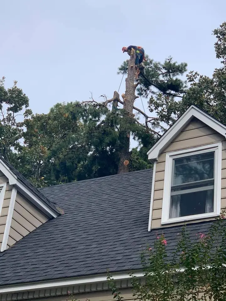 Crew member taking down a tall tree beside a house with a new roof
